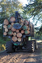 Timber lorry leaving tree felling site, Frame Heath Inclosure, New Forest National Park, Hampshire, UK, October 2010