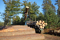Forwarder stacking timber by side of the track ready for collection, Frame Heath Inclosure, New Forest National Park, Hampshire, UK, October 2010