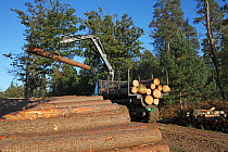 Forwarder stacking timber by side of the track ready for collection, Frame Heath Inclosure, New Forest National Park, Hampshire, UK, October 2010