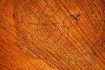 Cut end of a pine tree on timber stack, Frame Heath Inclosure, New Forest National Park, Hampshire, UK, October 2010