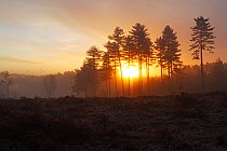 Sunrise over Bolderwood Walk and Highland Water Inclosure from Mogshade Hill, New Forest National Park, Hampshire, UK, November 2010