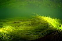 Underwater image of Green filamentous algae (Chlorophyceae sp.) in River Glaslyn, Snowdonia NP, Gwynedd, Wales, UK, November