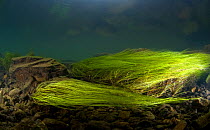 Underwater image of Green filamentous algae (Chlorophyceae sp.) in River Glaslyn, Snowdonia NP, Gwynedd, Wales, UK, November