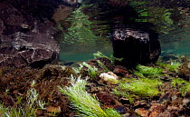 Underwater view of the landscape of a mountain lake, showing freshwater habitat, with Green algae (Chlorophyceae sp.), Llyn Idwal, Snowdonia NP, Gwynedd, Wales, UK, February