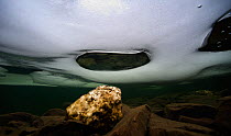 Underwater view of a mountain lake with ice and a quartz boulder, Llyn Idwal, Snowdonia National Park, Gwynedd, Wales, UK, December