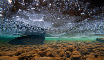Underwater landscape in Llyn Dinas, a mountain lake, with surface covered in ice, Snowdonia NP, Gwynedd, Wales, UK, December