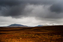 View towards Arenig Fach over open moorland, with stormy sky and dark clouds. Snowdonia NP, Gwynedd, Wales, UK, October