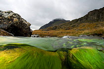 Split-level image of a mountain stream flowing towards Tryfan, with Green algae (Chlorophyceae sp.) moving in the current, Snowdonia NP, Gwynedd, Wales, October