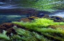 Long underwater exposure of a mountain stream, with Green algae (Chlorophyceae sp.) moving in the current, River Ogwen, Snowdonia NP, Gwynedd, Wales, UK, October 2009. Highly commended in Botanical Br...