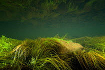 An underwater view of the River Glaslyn, with Green bubble algae (Tetraspora gelatinosa), Snowdonia NP, Gwynedd, Wales, UK, October