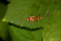 Marmalade hoverfly (Episyrphus balteatus) in flight, South London, UK, August