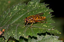 Striped hoverfly (Helophilus pendulus) resting on leaf, South London, UK,  August