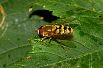 Hoverfly (Syrphus ribesii) on leaf, South London, UK, August