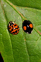 Harlequin ladybirds (Harmonia axyridis)  two showing different spot markings, South London, UK, August