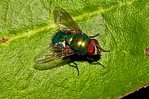 Greenbottle / Blowfly (Lucilia caesar) on leaf, South London, UK, August