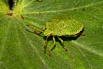 Green Shieldbug (Palomena prasinus) nymph on leaf, South London, UK, August