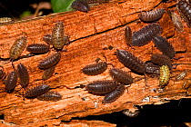 Common / Sowbug woodlice (Oniscus asellus) on rotting wood, South London, UK, September
