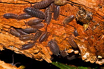 Common / Sowbug woodlice (Oniscus asellus) on rotting wood, South London, UK, September