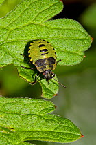 Green shieldbug (Palomena prasina) nymph on leaf, South London, UK, September