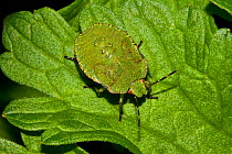 Green shieldbug (Palomena prasina) nymph on leaf, South London, UK, September