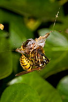 Common wasp (Vespula vulgaris) stealing prey from a spider's web, South London, UK, September