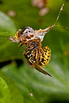 Common wasp (Vespula vulgaris) stealing prey from a spider's web, South London, UK, September