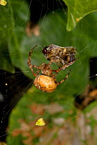 Common cross spider (Araneus quadratus) female wrapping Honeybee prey on web, South London, UK, September