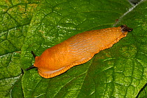 Black slug (Arion ater) orange form on leaf, South London, UK, September