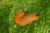 Black slug (Arion ater) orange form on leaf, South London, UK, September