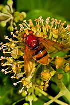 Hornet mimic hoverfly (Volucella zonaria) feeding on Ivy flowers, South London, UK, September