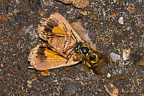 Common wasp (Vespula vulgaris) feeding on Yellow underwing moth (Noctua pronuba) prey, South London, UK, September