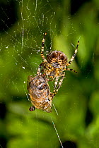 Young Garden spider (Aranea diadema) with Honeybee prey in web, South London, UK, September