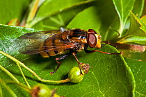 Hornet mimic hoverfly (Volucella zonaria) on Ivy leaf, South London, UK, July