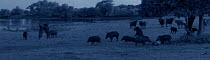 Starlight camera image in moonlight of Eurasian wild boar (Sus scrofa) feeding on carcass of Spotted deer stag (Axis axis) watched by Asian water buffalo (Bubalas bubalas) while the leopard (Panthera...