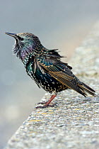 Common starling (Sturnus vulgaris) standing on stone wall with ruffled feathers, UK, November