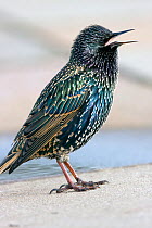 Common starling (Sturnus vulgaris) calling, UK, November