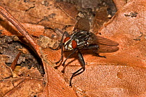 Flesh fly (Sarcophaga carnaria) grooming, South London, UK, August