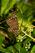 Speckled wood butterfly (Pararge aegeria) feeding on nectar of Ivy flower, South London, UK, September