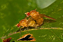 Wildtype Common fruit flies (Drosophila melanogaster) mating on leaf, South London, UK,  October