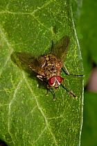 Flesh fly (Sarcophaga sp) on leaf, South London, UK,  October
