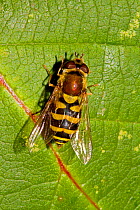 Hoverfly (Syrphus ribesii) on leaf, South London, UK, October