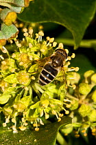 Tapered hoverfly (Eristalis pertinax) feeding on nectar of Ivy flower, South London, UK, October