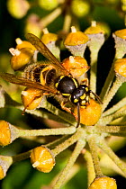 Common wasp (Vespula vulgaris) feeding on nectar of Ivy flower, South London, UK, October
