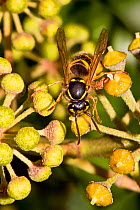 Common wasp (Vespula vulgaris) Feeding on Ivy Lewisham,London October 2011