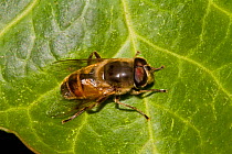 Drone fly (Eristalis tenax) on leaf South London, UK, October
