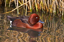 Ferruginous duck (Aythya nyroca) male on water, captive, from Southern Europe and Asia