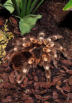 Brazilian White-knee tarantula (Acanthoscurria geniculata) captive, from Brazil