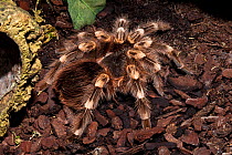 Brazilian White-knee tarantula (Acanthoscurria geniculata) captive, from Brazil