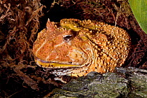 Ornate horned frog (Ceratophrys ornata) captive, rare yellow form from Argentina, Uruguay, Brazil