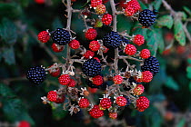 Ripening blackberries on Bramble (Rubus plicatus) shrub, Dorset, UK, September